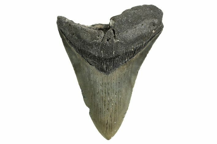 Bargain, Fossil Megalodon Tooth - North Carolina #338561